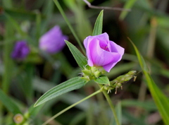 Osbeckia chinensis