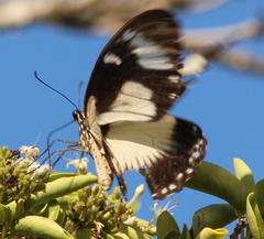 Papilio dardanus cenea