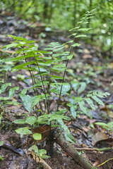 Diplazium grandifolium