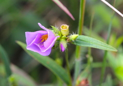Osbeckia chinensis