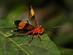 Macrojoppa