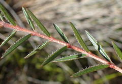 Acmadenia trigona