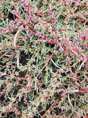 Suaeda acuminata (Suaeda acuminata)