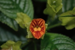 Chrysothemis friedrichsthaliana