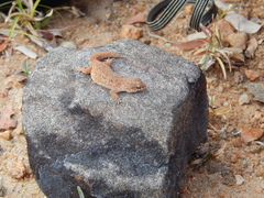 Hemidactylus reticulatus