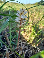 Orobanche picridis