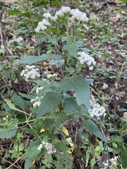 Ageratina altissima
