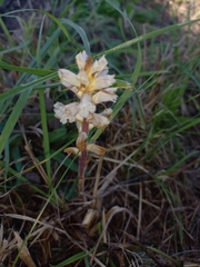 Orobanche picridis
