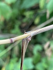 Bromus latiglumis
