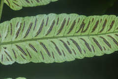 Diplazium grandifolium