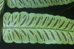 Diplazium grandifolium