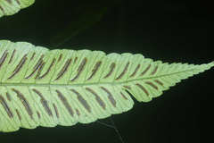 Diplazium grandifolium