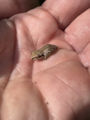 Pseudacris hypochondriaca