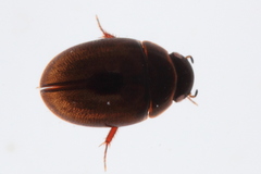 Anacaena limbata