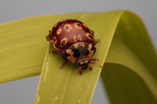 Eye-spotted Lady Beetle photographed in New York