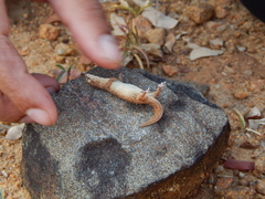 Hemidactylus reticulatus