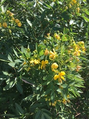 Senna corymbosa