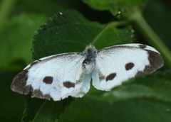 Pieris brassicae azorensis