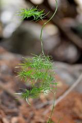 Asparagus declinatus