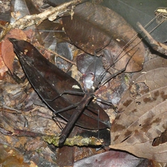 Pseudophasma phthisicum