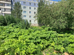 Heracleum sosnowskyi