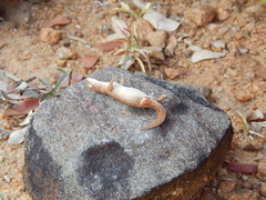 Hemidactylus reticulatus