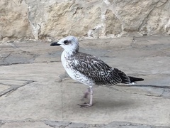 Larus michahellis michahellis