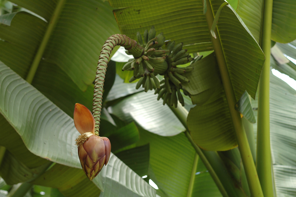 Abaca