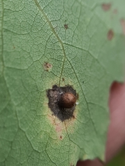 Harmandiola cavernosa