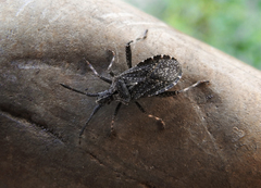 Bothrostethus annulipes