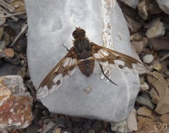 Exoprosopa pueblensis