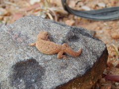 Hemidactylus reticulatus