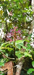 Palicoureeae