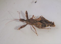 Sinea spinipes