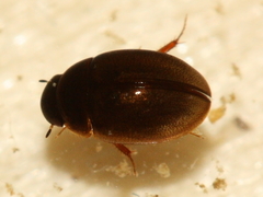Anacaena limbata