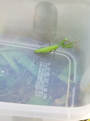 Mantis religiosa