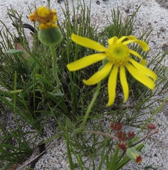 Senecio erosus