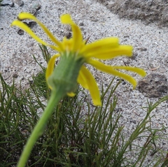 Senecio erosus