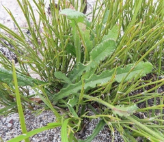 Senecio erosus