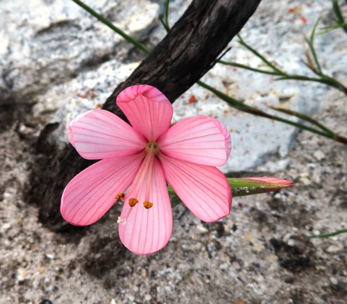 Image of Geissorhiza schinzii by (c) linkie, some rights reserved (CC BY)