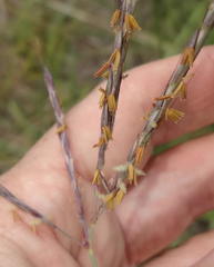 Andropogon appendiculatus