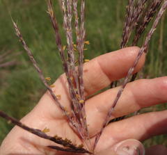 Andropogon appendiculatus