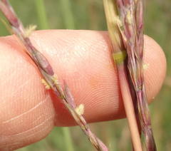 Andropogon appendiculatus