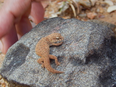 Hemidactylus reticulatus