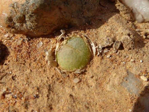 Conophytum subfenestratum