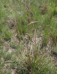 Andropogon appendiculatus