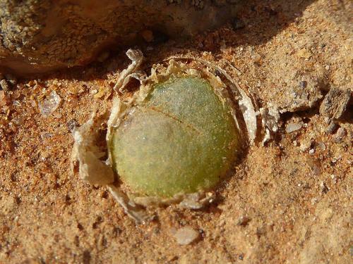 Conophytum subfenestratum