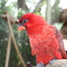 Cardinal Lory - Photo (c) Aaron Wormus, some rights reserved (CC BY-SA)
