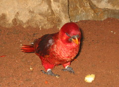 Cardinal Lory photo 3