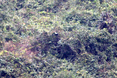 Trachypithecus delacouri